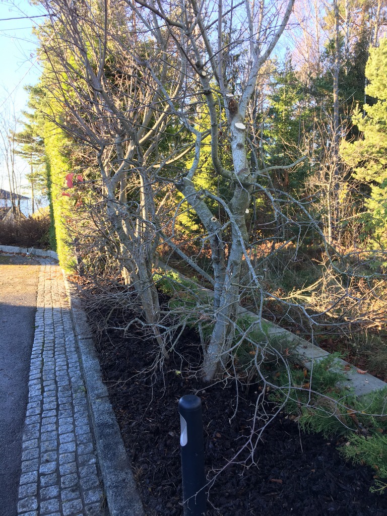 1 Marita Bangor Synnestvedt