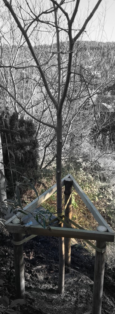 1 Marita Bangor Synnestvedt