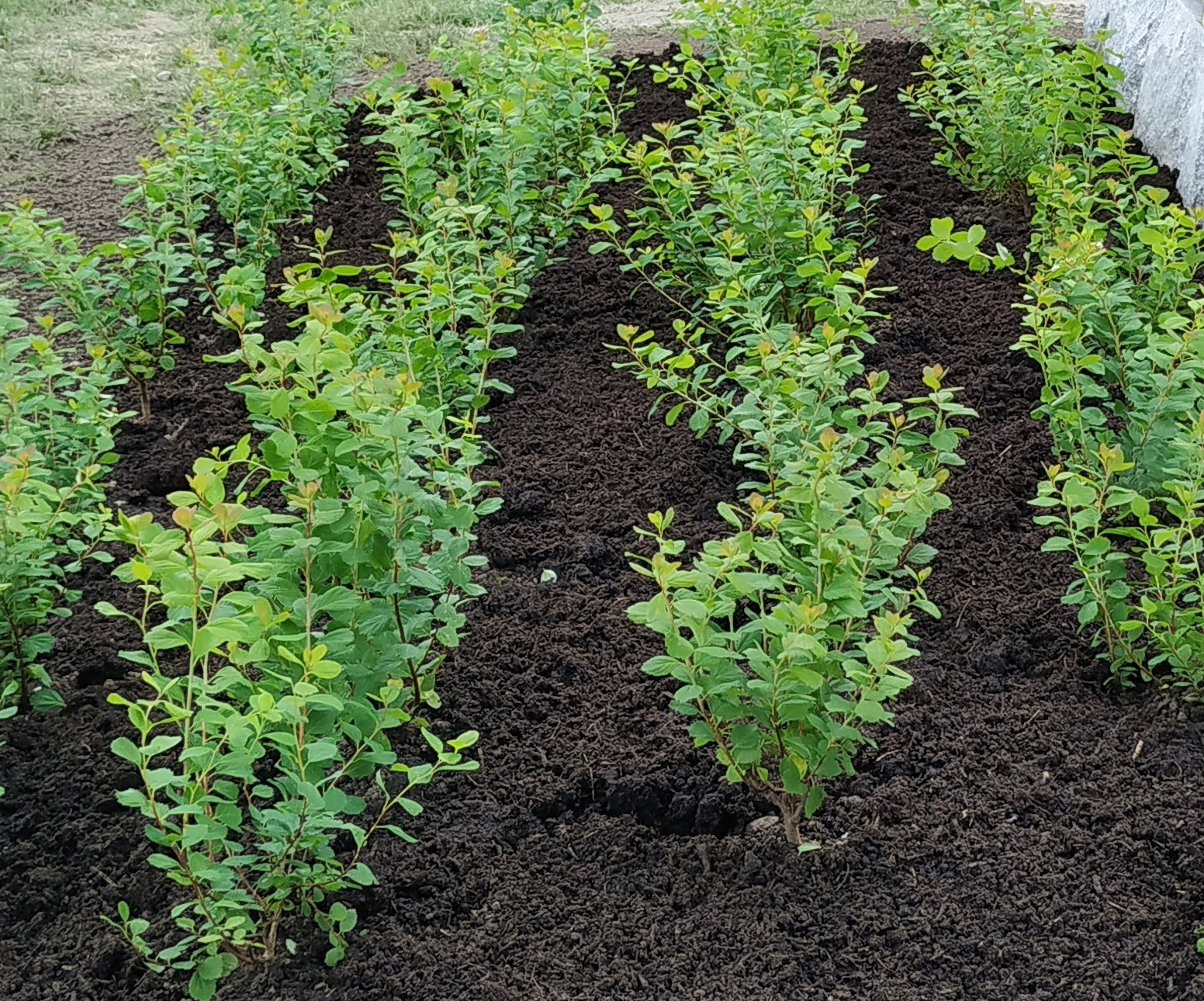 IMG 20200710 1154042