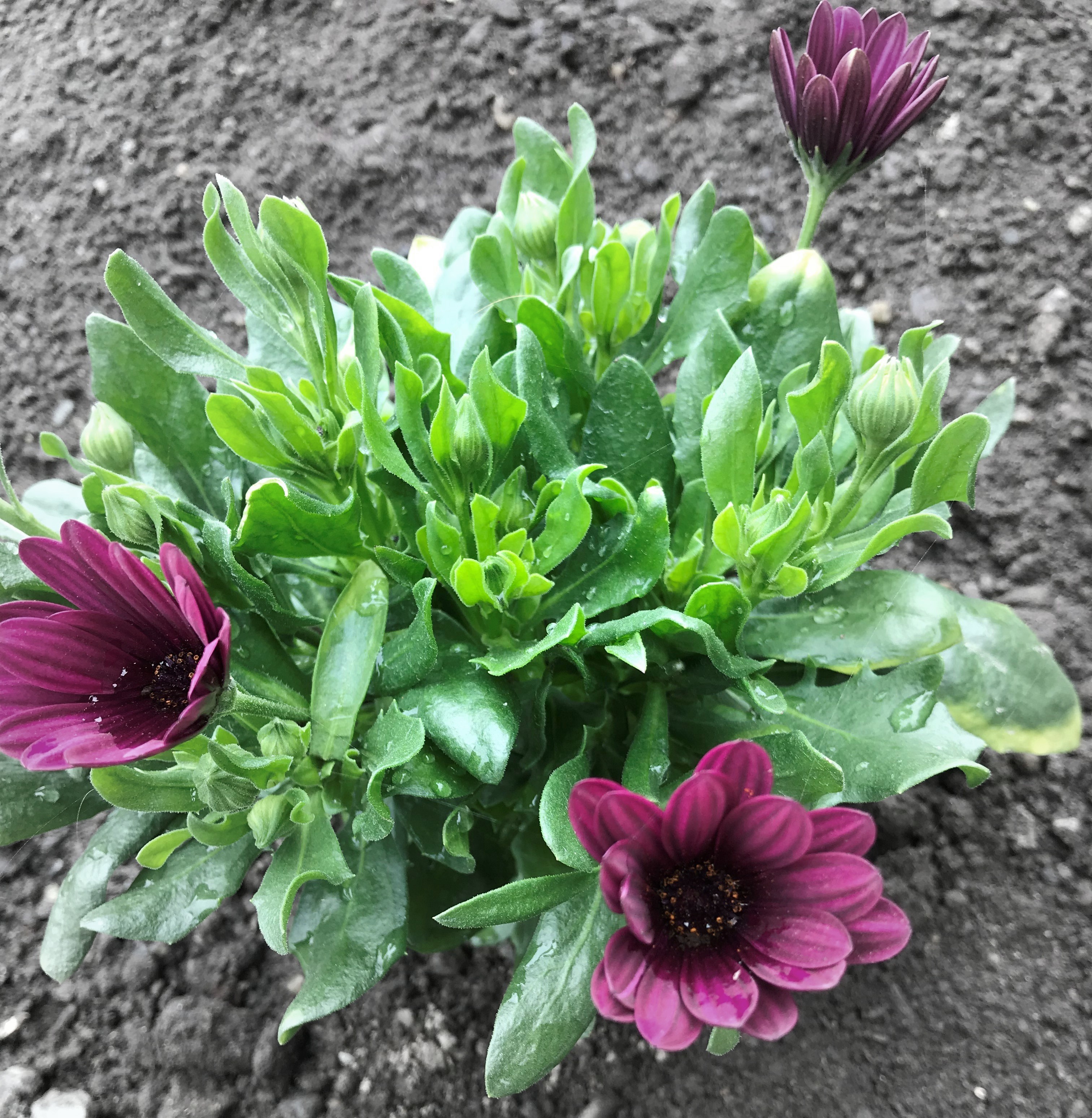 blomst