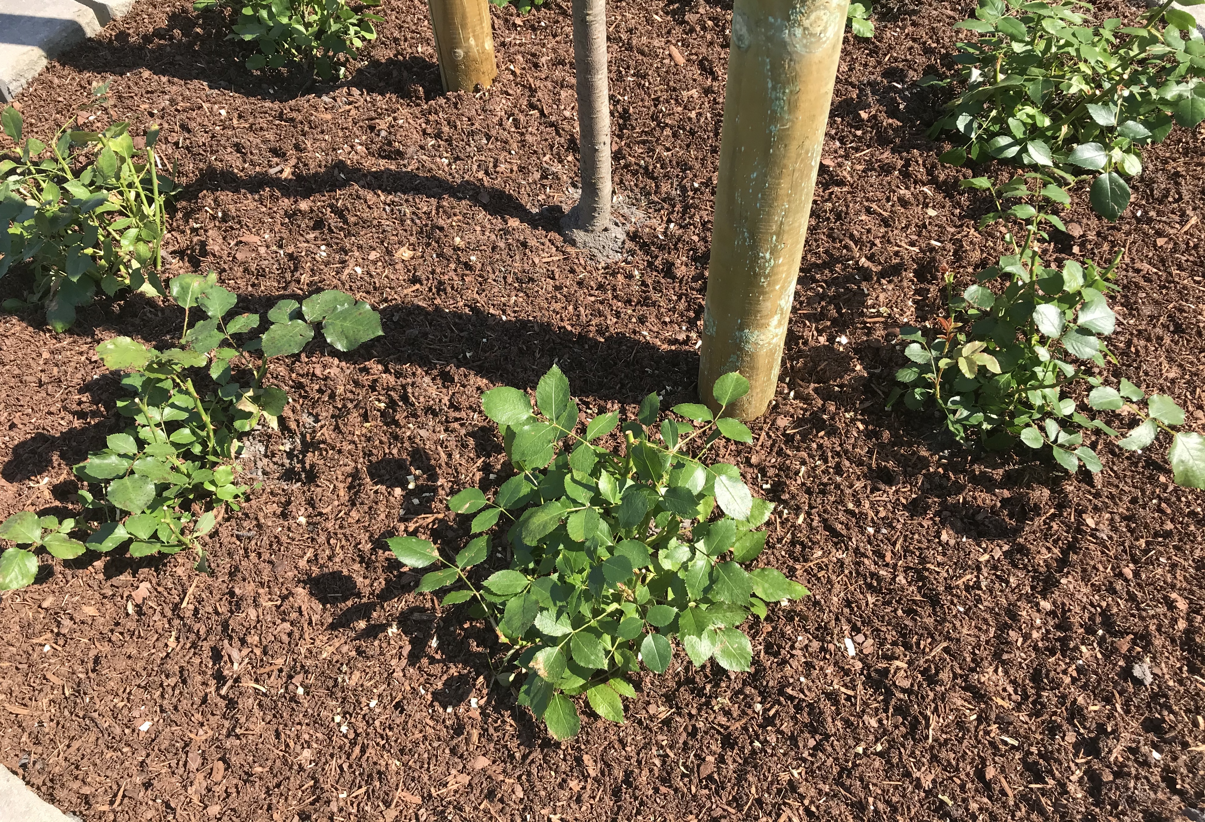 20200619 090922542 iOS