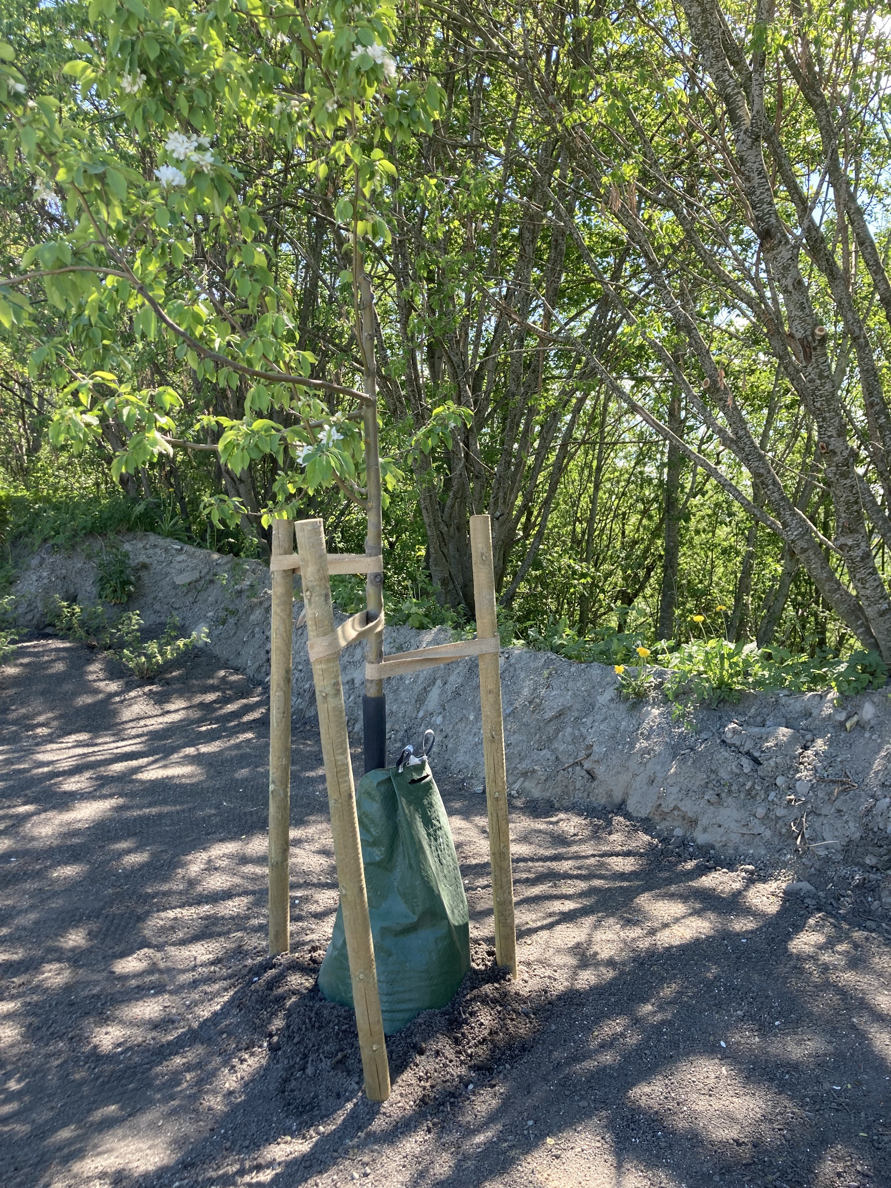 IMG 0470